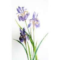 Siberian Iris